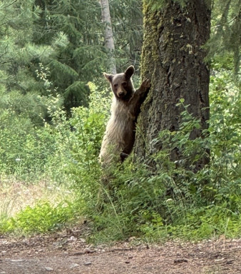 Bear sighting on the MCT